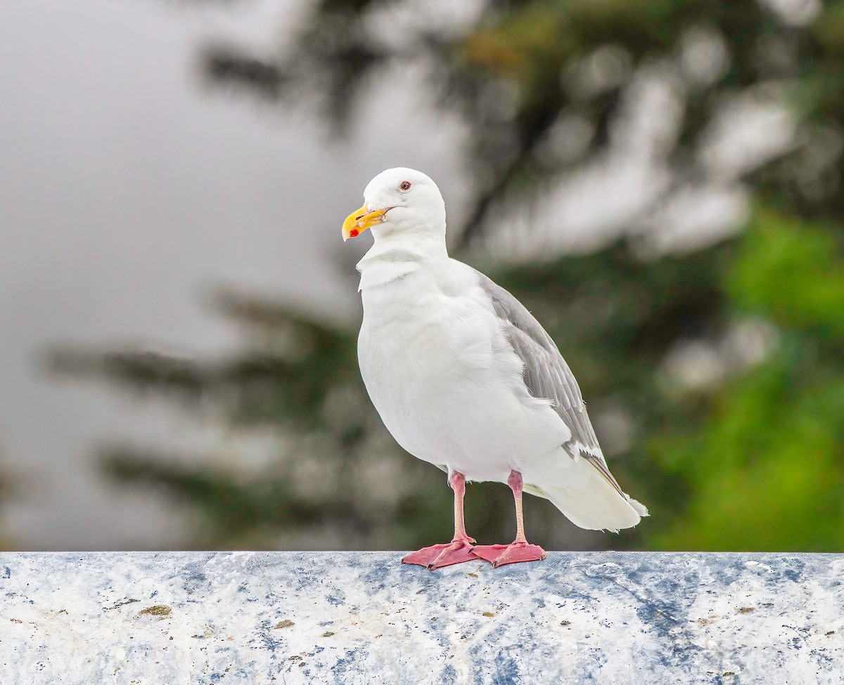 Glaucous-winged Gull - ML639637404