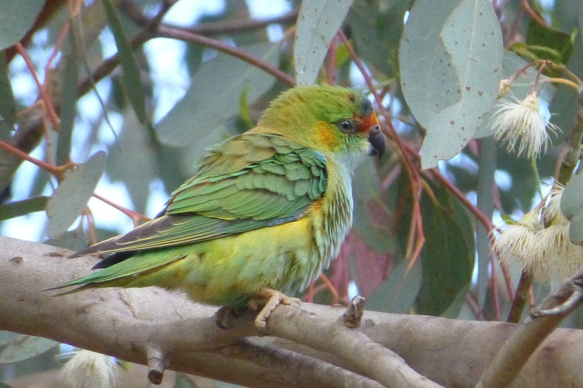 ムラサキガシラジャコウインコ - ML63963741