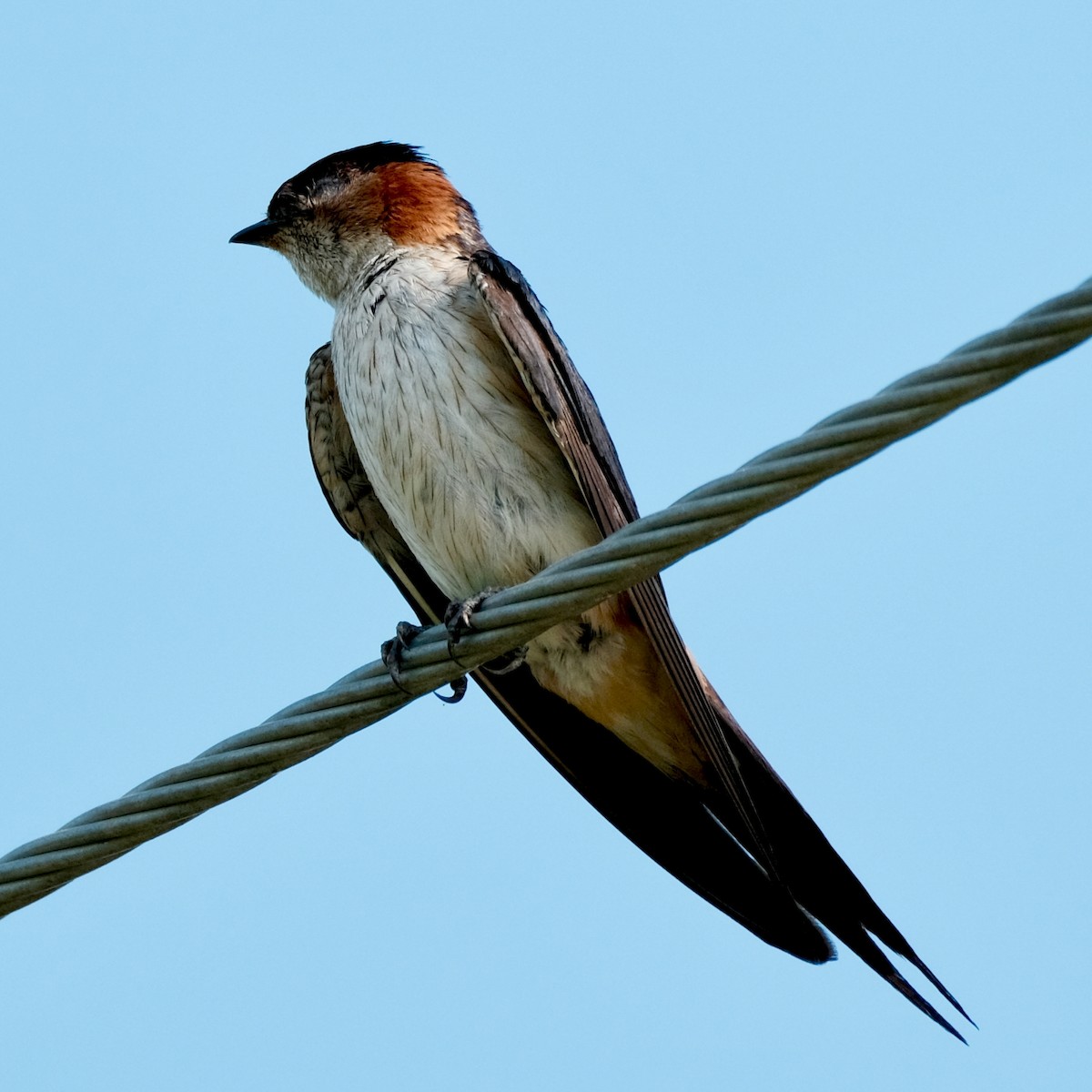 Eastern Red-rumped Swallow - ML639637531