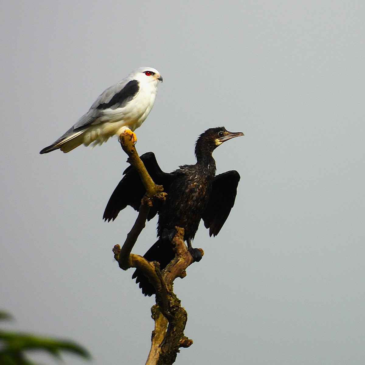 Black-winged Kite - ML639637582