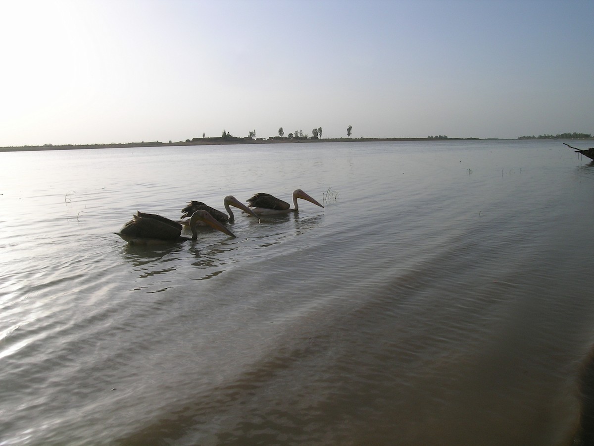 Great White Pelican - ML639637615