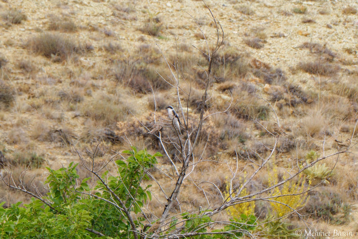 Lesser Gray Shrike - ML639637680