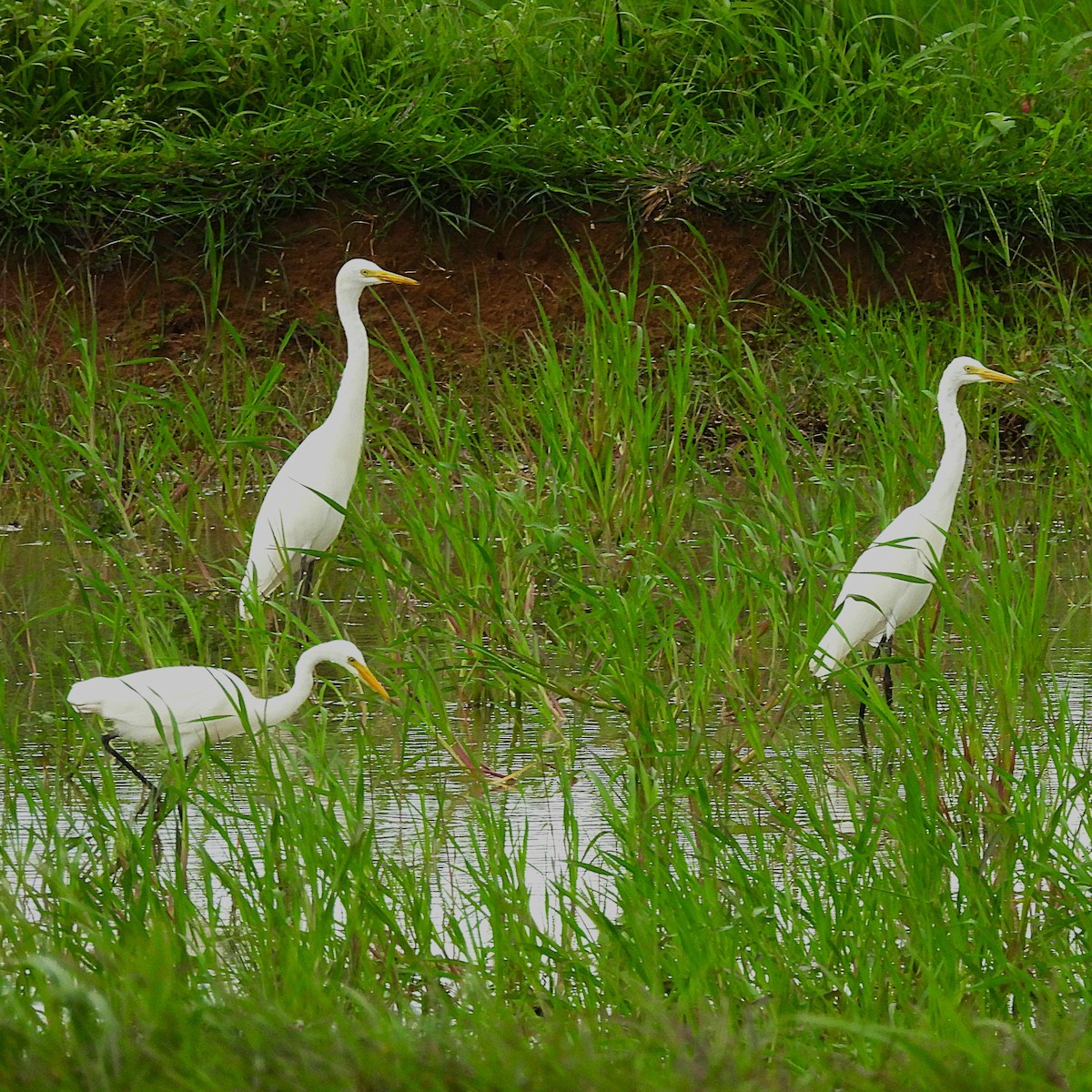 Бэсрэг дэглий - ML639637718