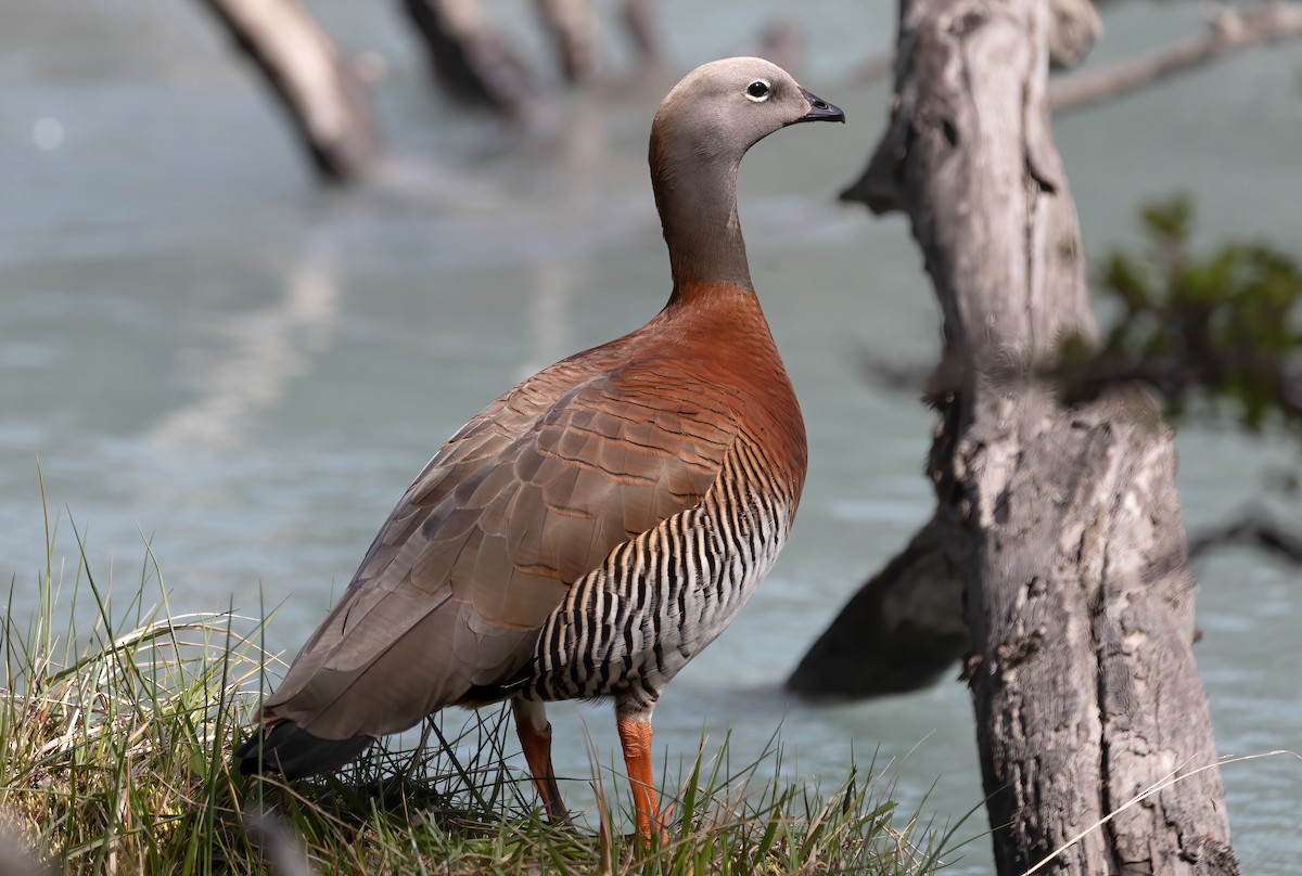 Ashy-headed Goose - ML639637857