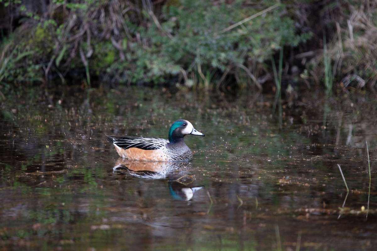 Chiloe Wigeon - ML639637866