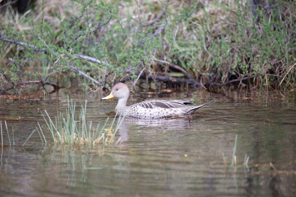 Yellow-billed Pintail - ML639637871
