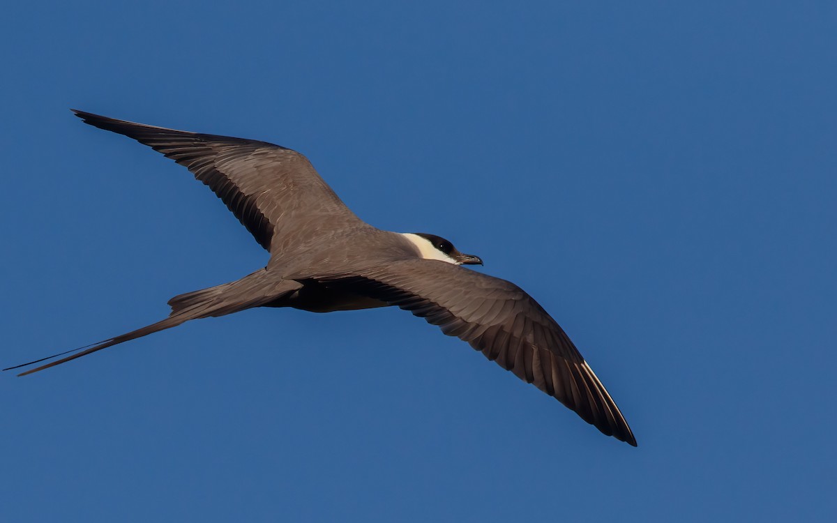 Long-tailed Jaeger - ML639637880