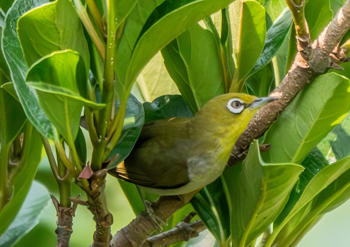 Swinhoe's White-eye - ML639637881