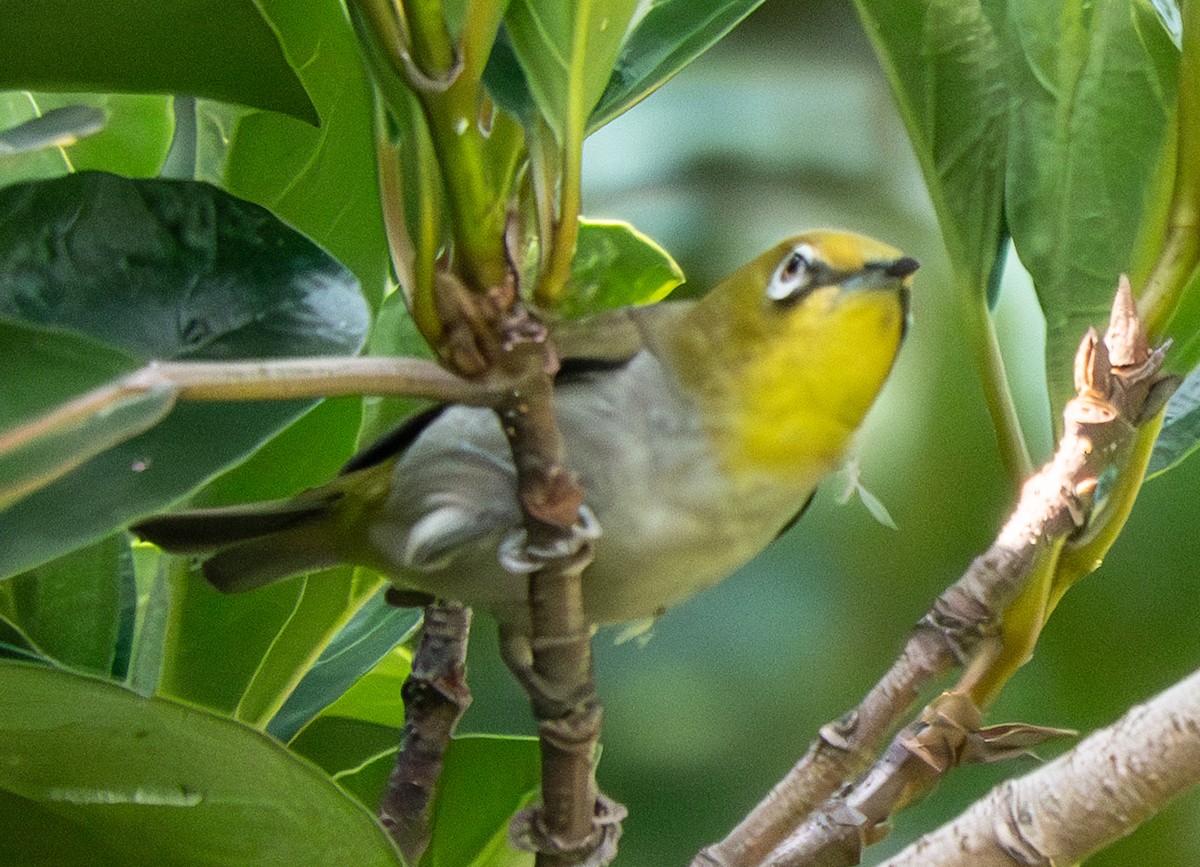 Swinhoe's White-eye - ML639637882