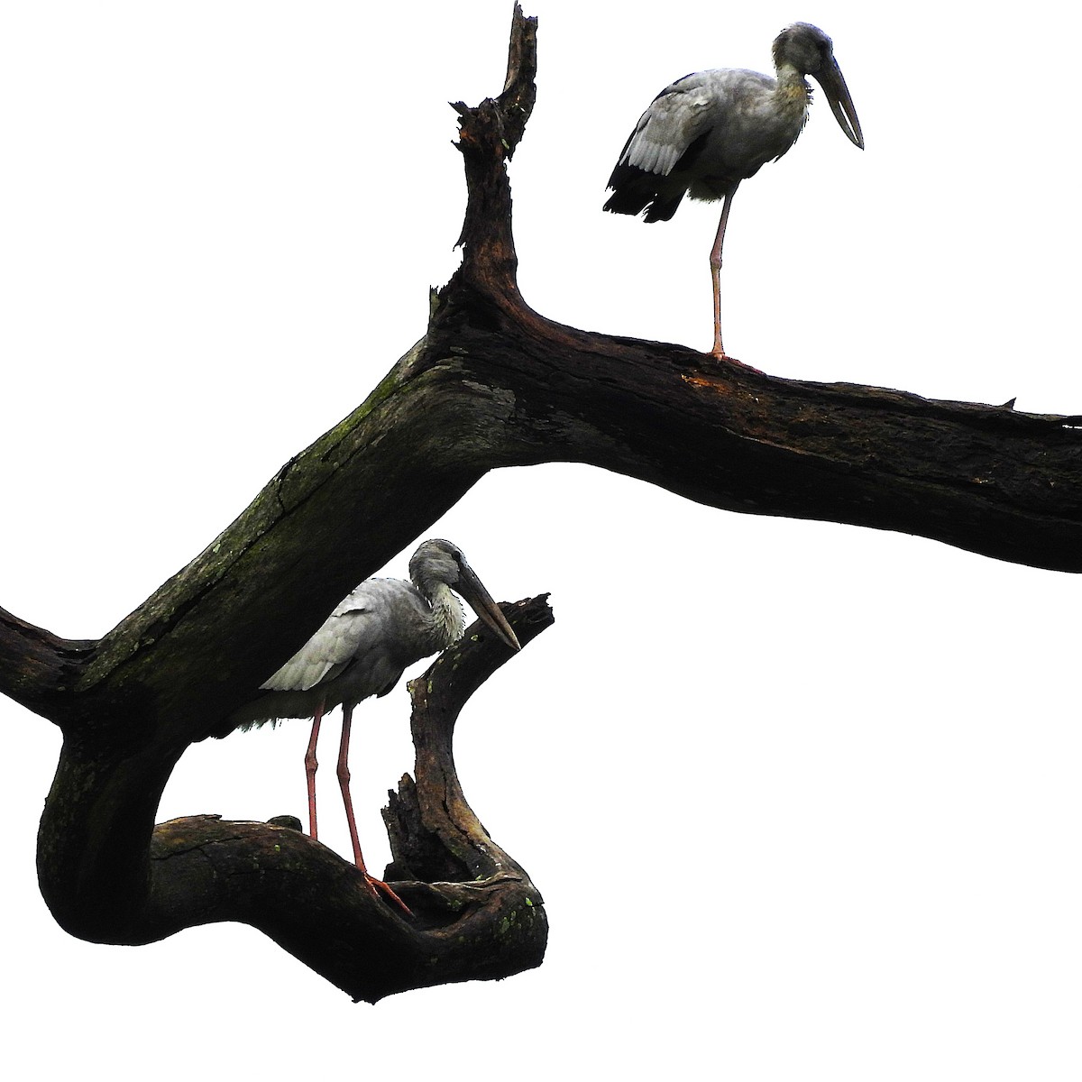 Asian Openbill - ML639637885