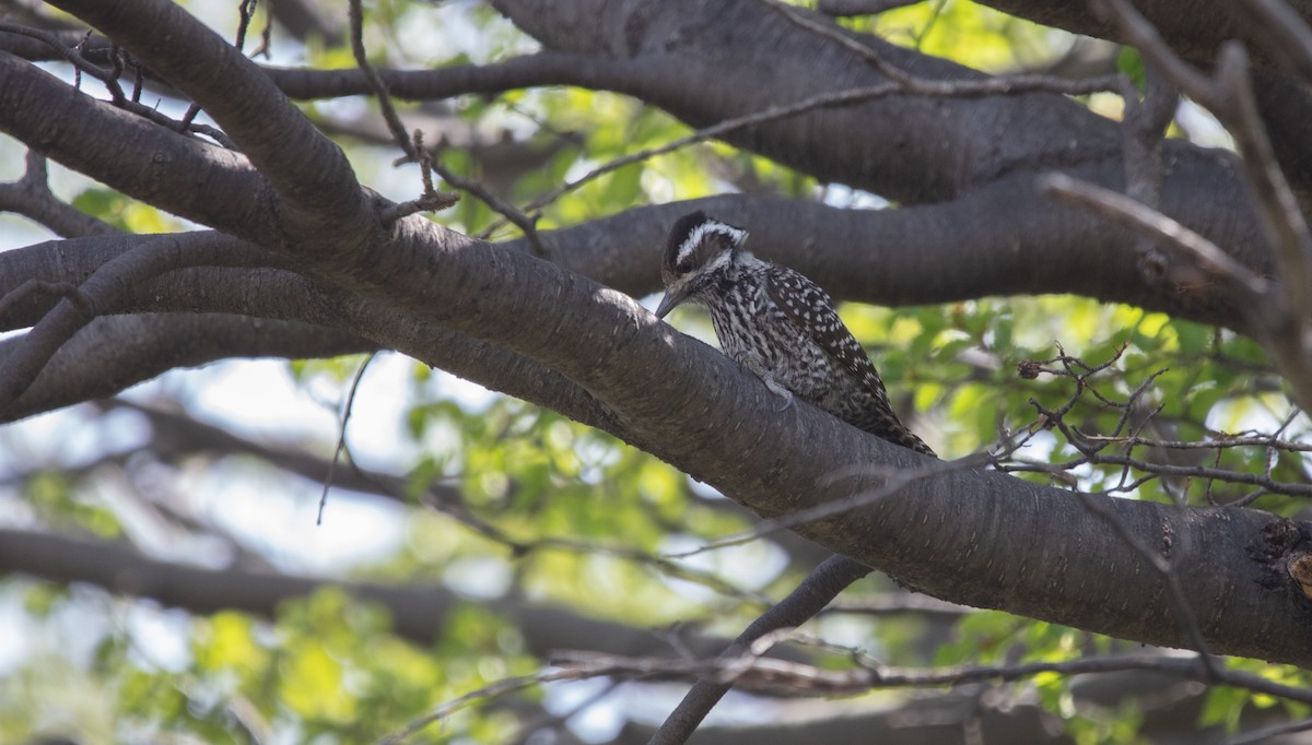 Striped Woodpecker - ML639637889