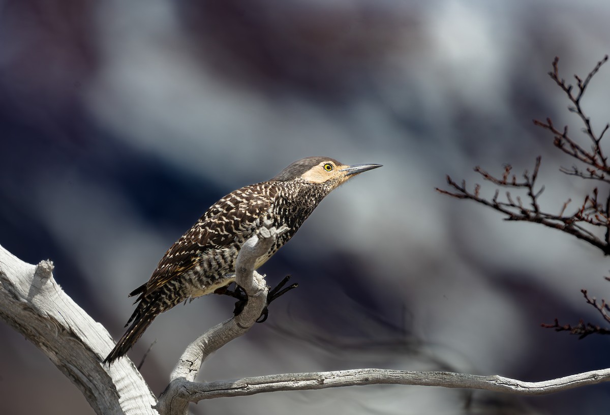 Chilean Flicker - ML639637909