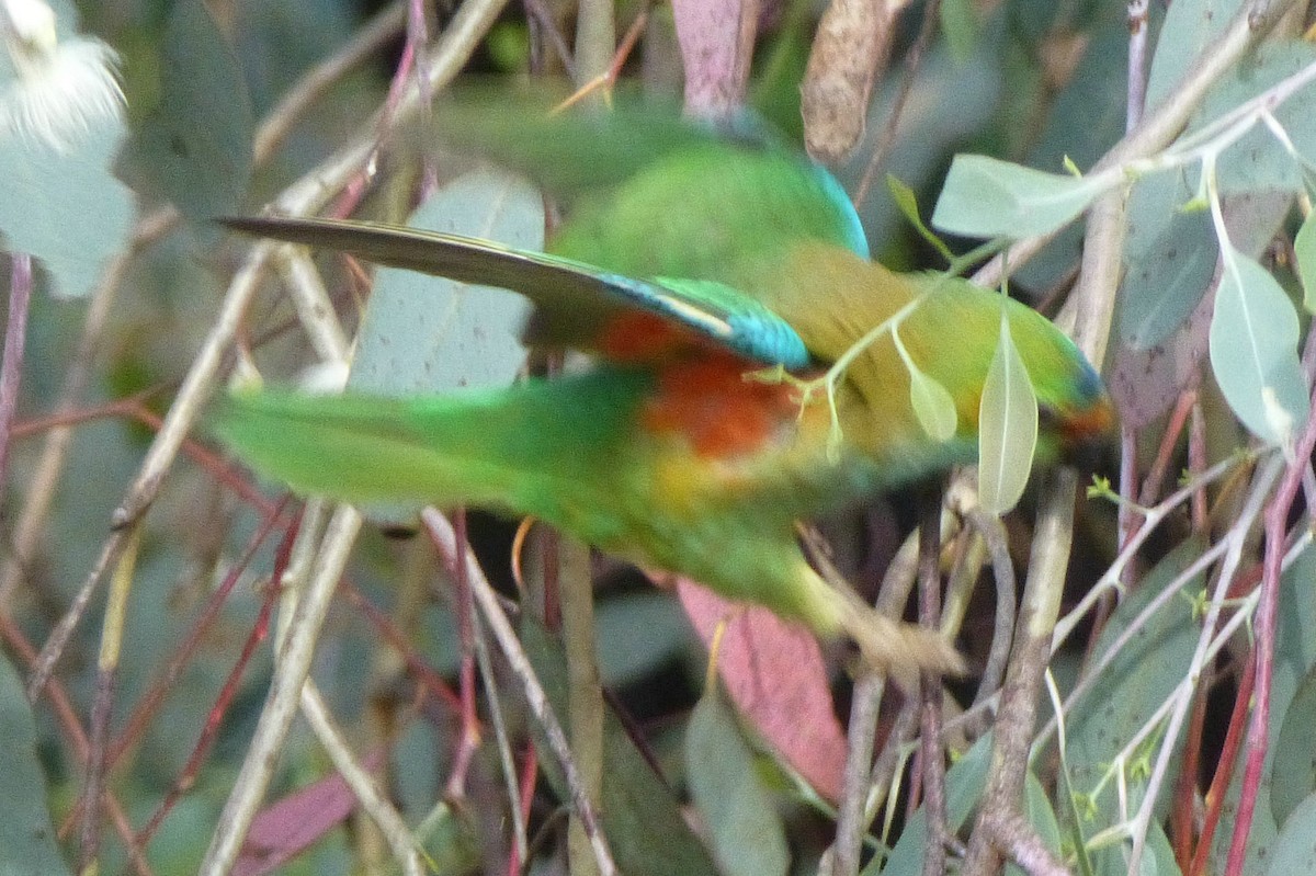 ムラサキガシラジャコウインコ - ML63963791