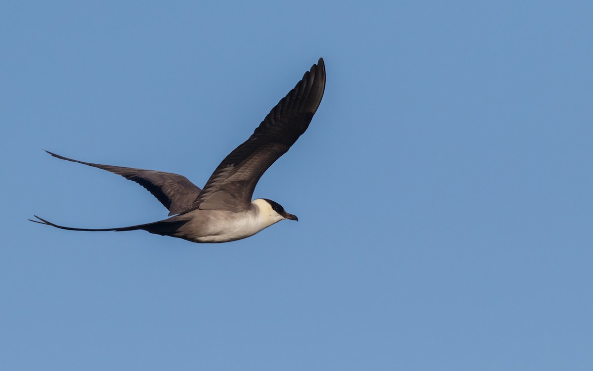 Long-tailed Jaeger - ML639637910
