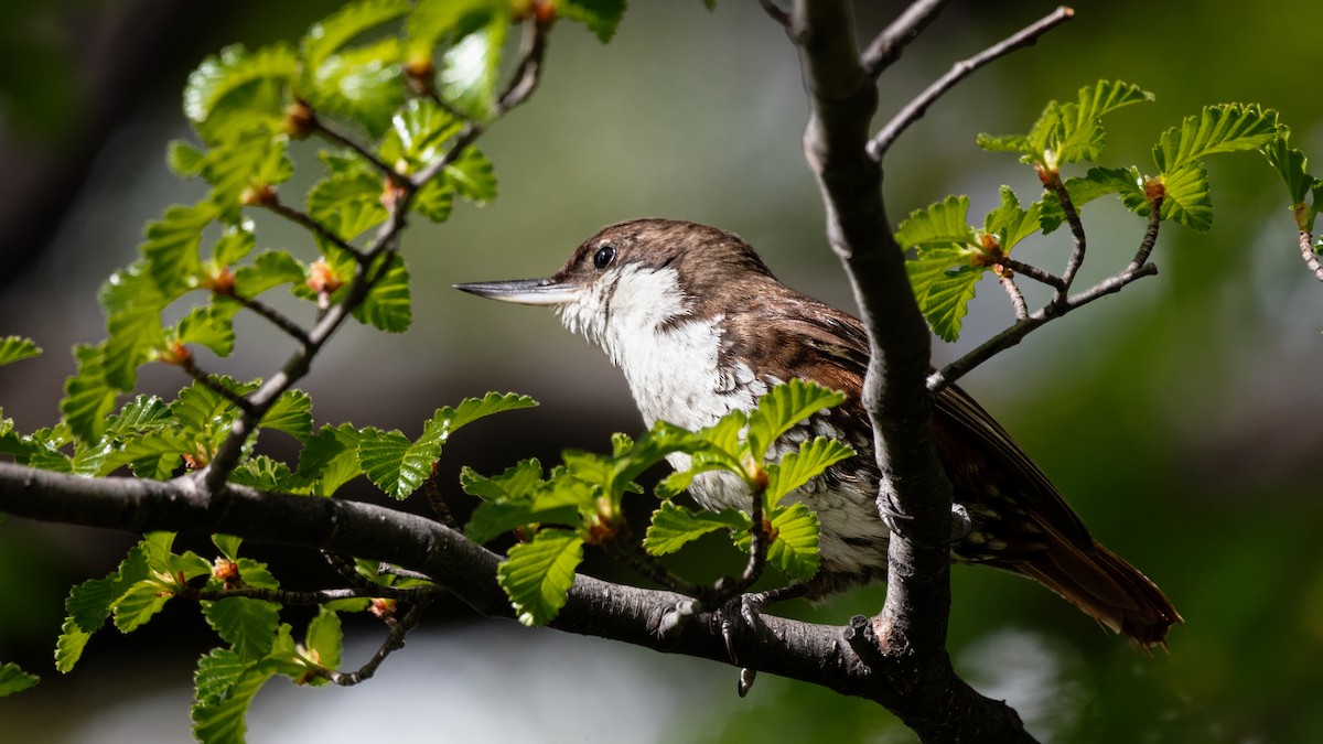 White-throated Treerunner - ML639637915