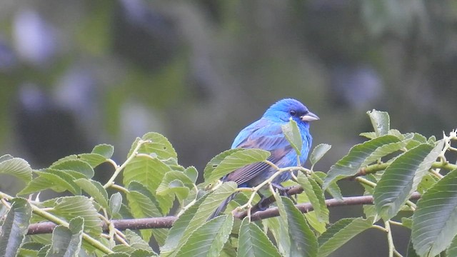 Indigo Bunting - ML639637973