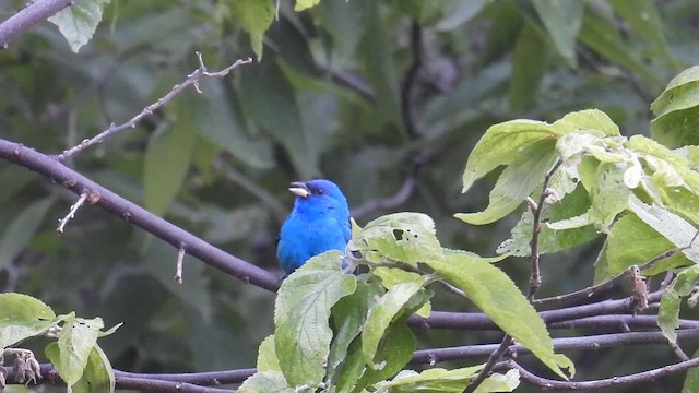 Indigo Bunting - ML639637981