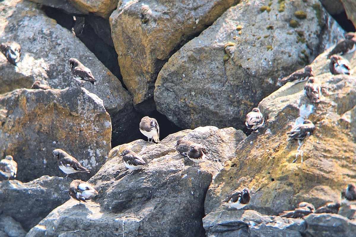 Black Turnstone - ML639637984