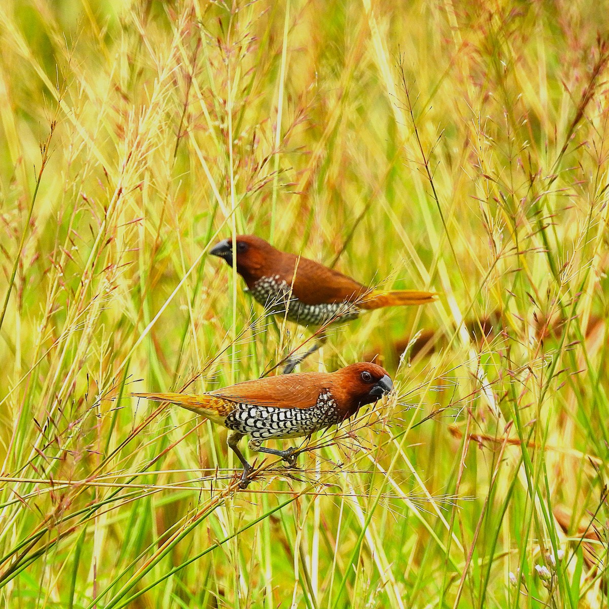 Scaly-breasted Munia - ML639637989