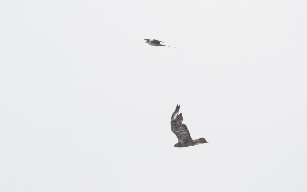 Rough-legged Hawk - ML639638056