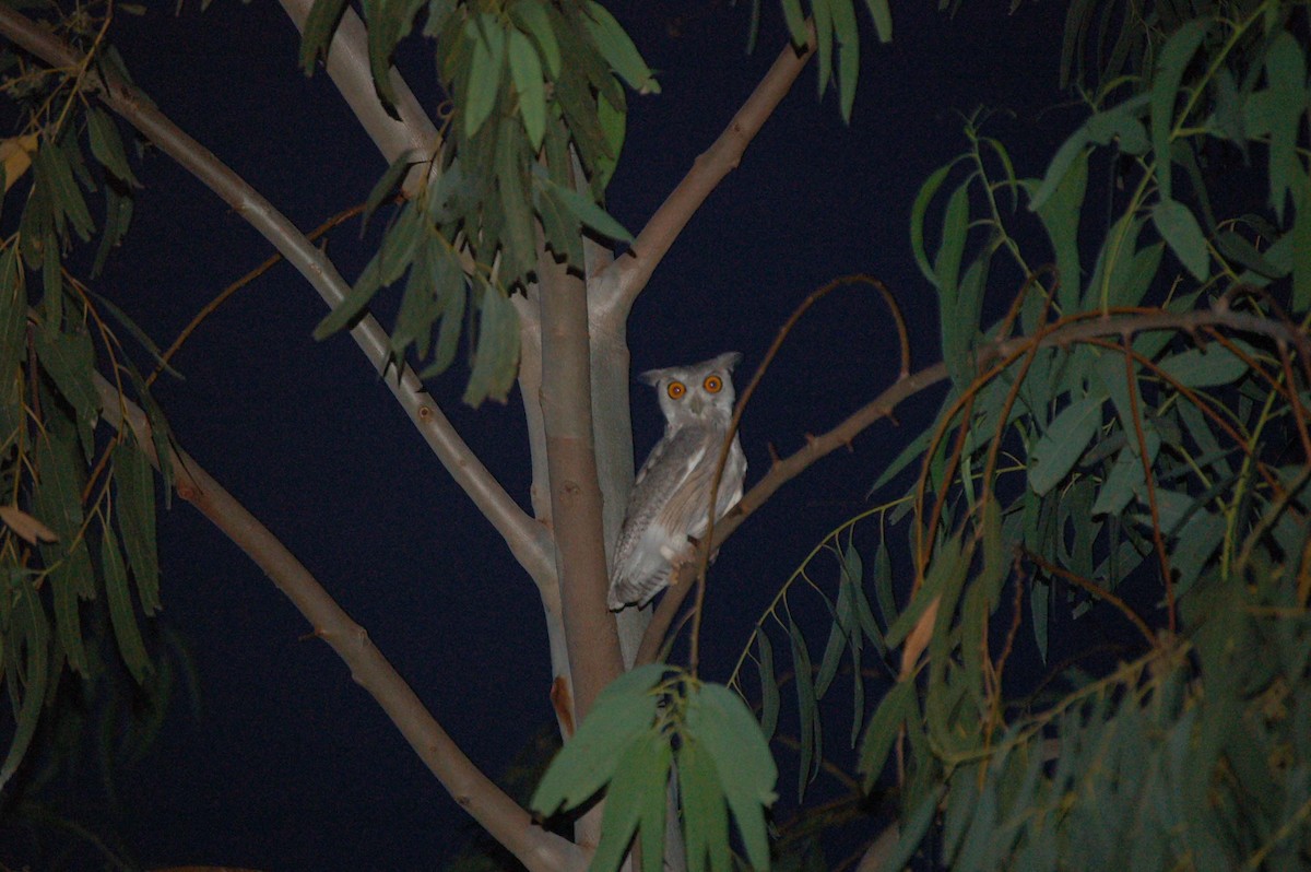Northern White-faced Owl - ML639638090