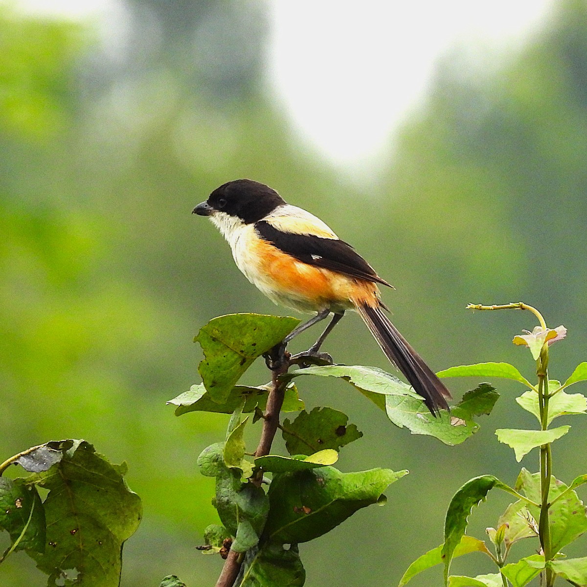 Алаг дунхай - ML639638095