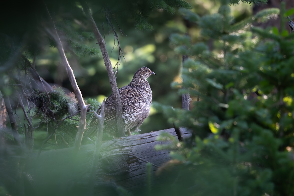 Dusky Grouse - ML639638115
