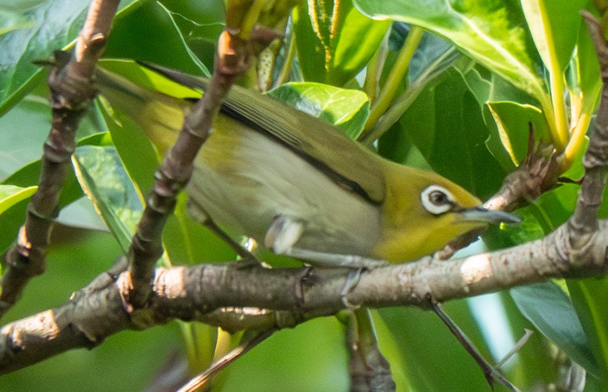 Swinhoe's White-eye - ML639638131