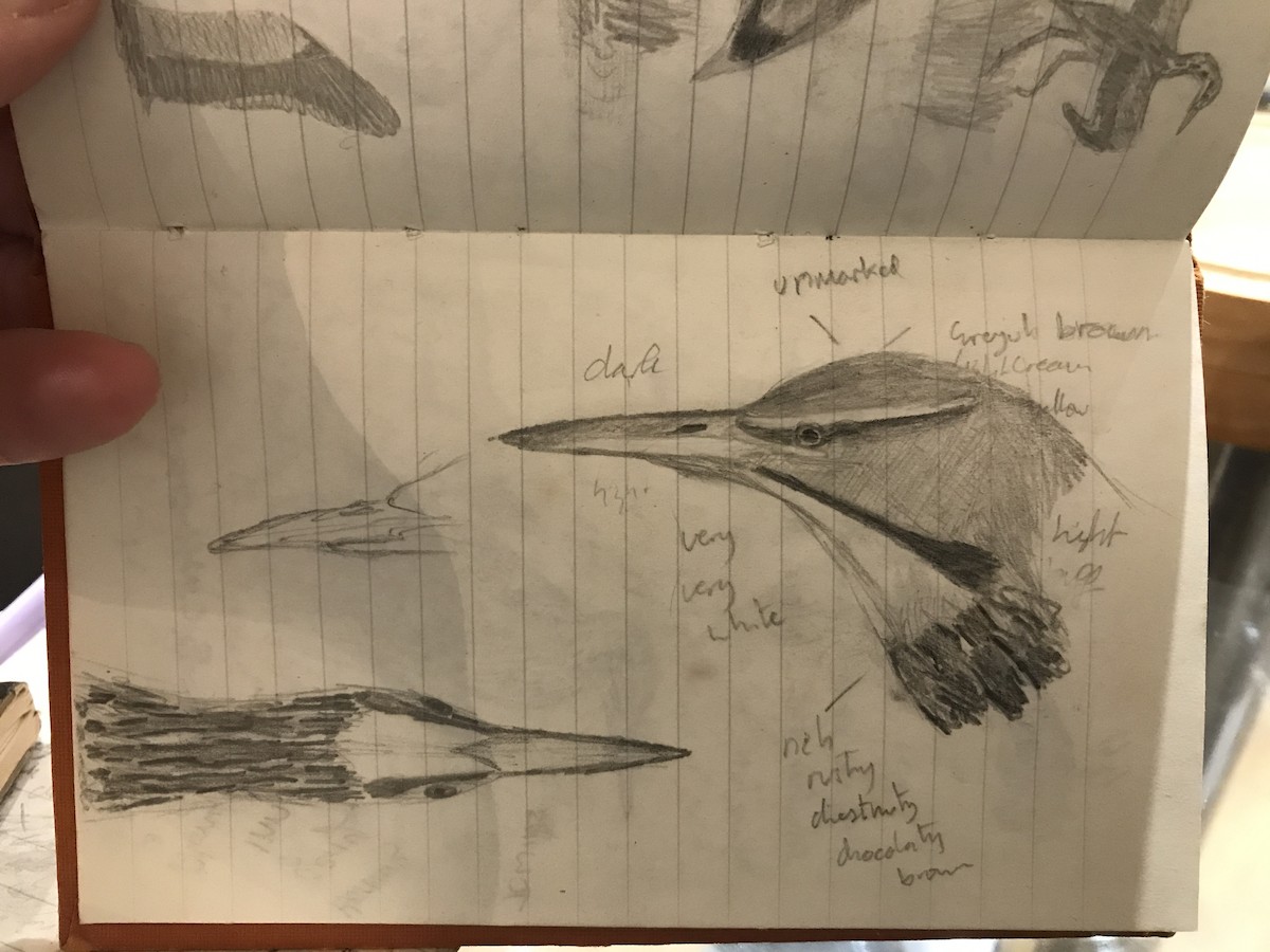 American Bittern - ML639638194