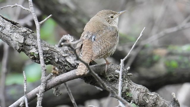 Northern House Wren (Northern) - ML639638201