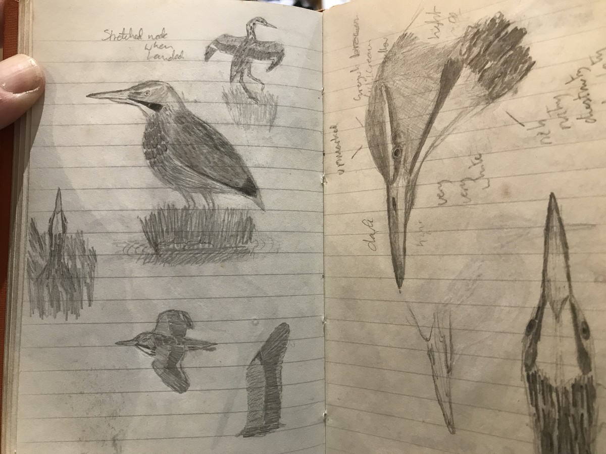 American Bittern - ML639638203