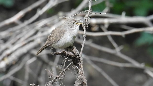 Northern House Wren (Northern) - ML639638221