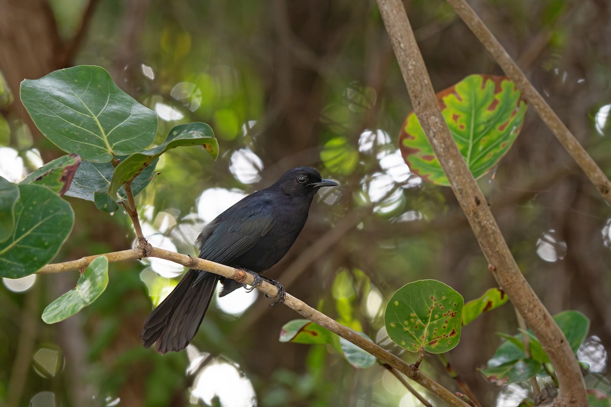 Black Catbird - ML639638255