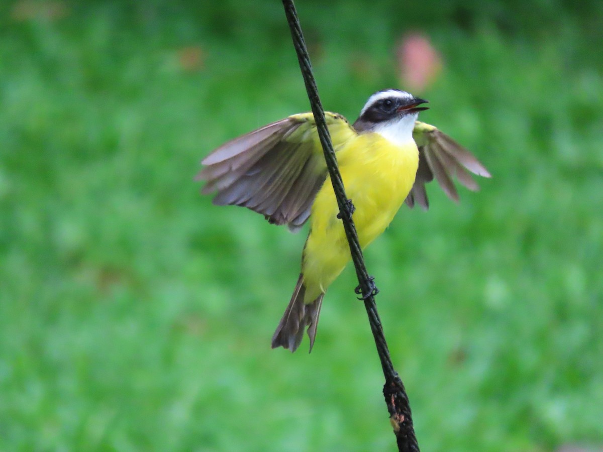 Social Flycatcher - ML639638283
