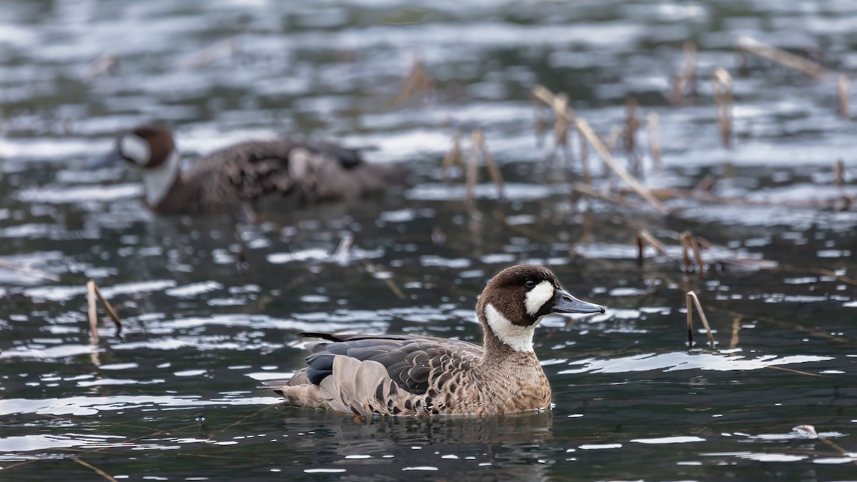 Spectacled Duck - ML639638310