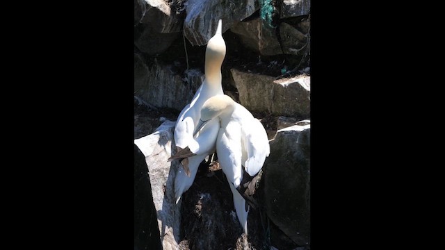 Northern Gannet - ML639638351