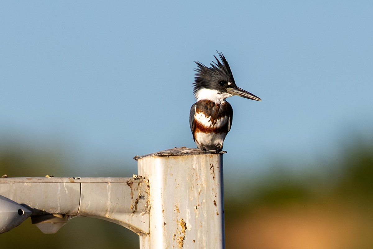 Belted Kingfisher - ML639638374