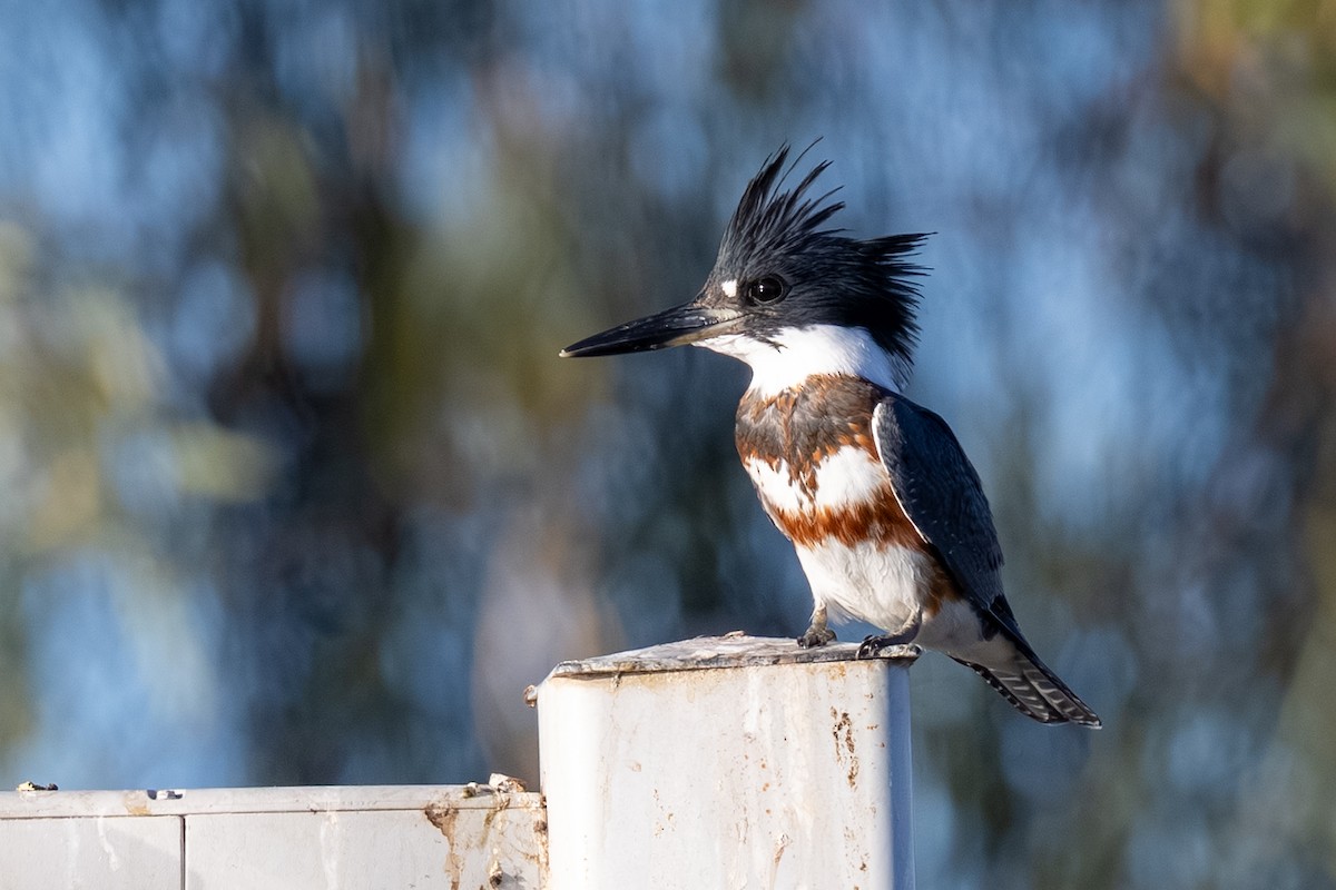 Belted Kingfisher - ML639638375