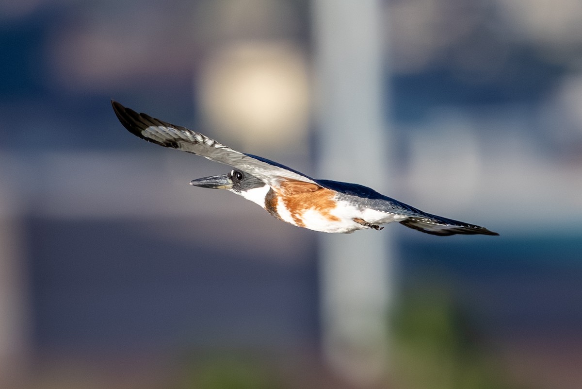 Belted Kingfisher - ML639638376