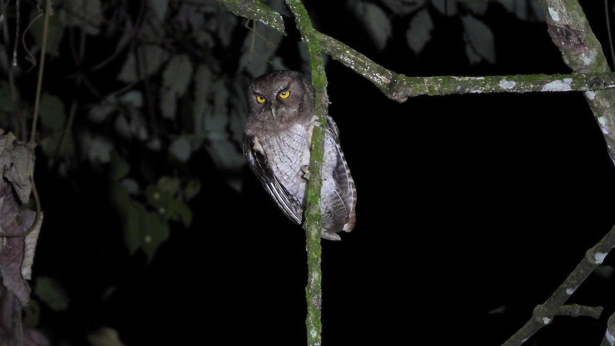 Santa Marta Screech-Owl - ML639638378