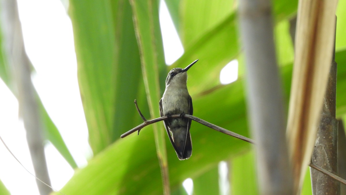 Red-billed Emerald - ML639638497