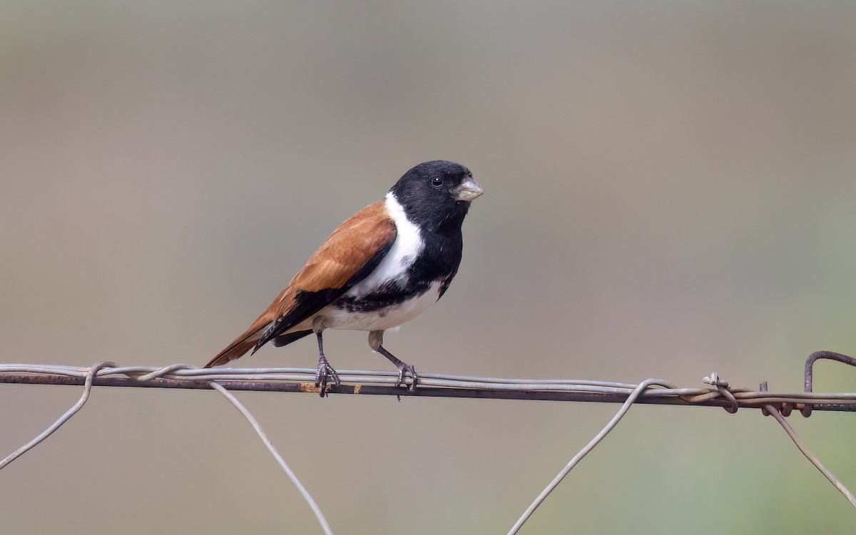 Black-headed Canary - ML639638503