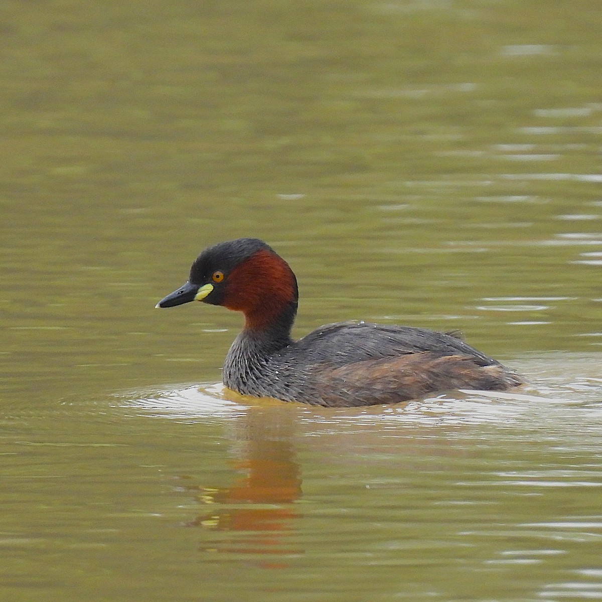 Хурган шунгуур - ML639638509