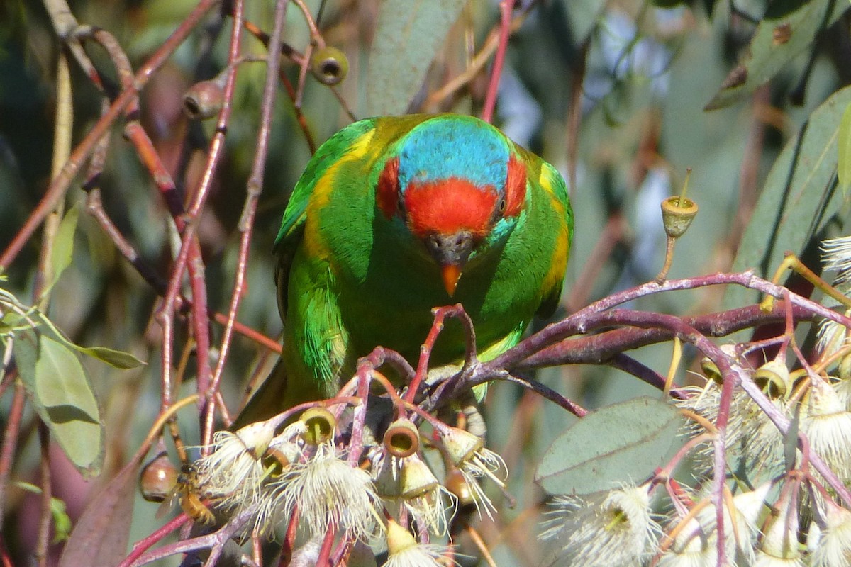 Musk Lorikeet - ML63963851