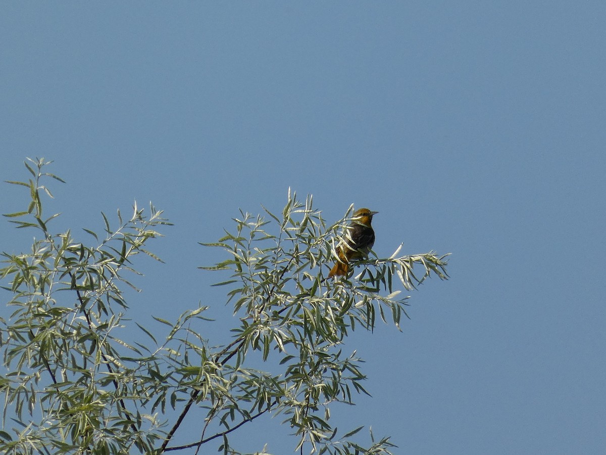 Bullock Turpiyalı - ML639638525