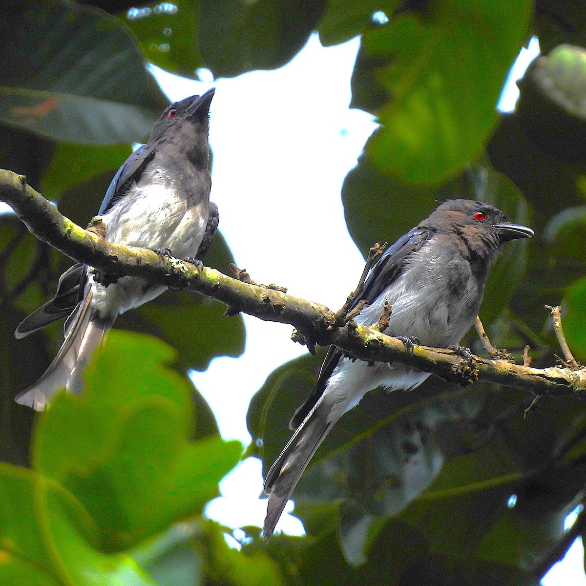 White-bellied Drongo - ML639638566
