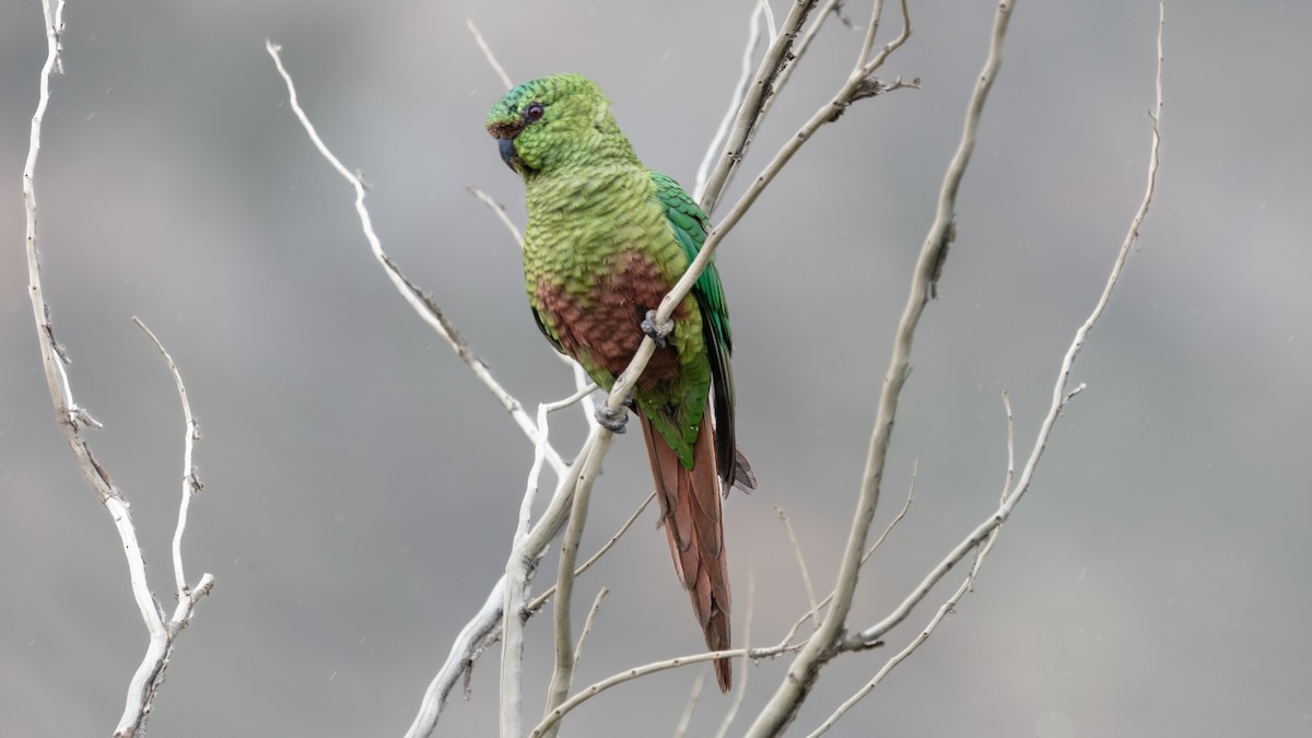 Austral Parakeet - ML639638582