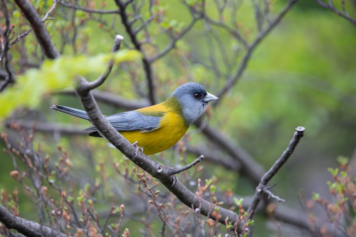Patagonian Sierra Finch - ML639638603