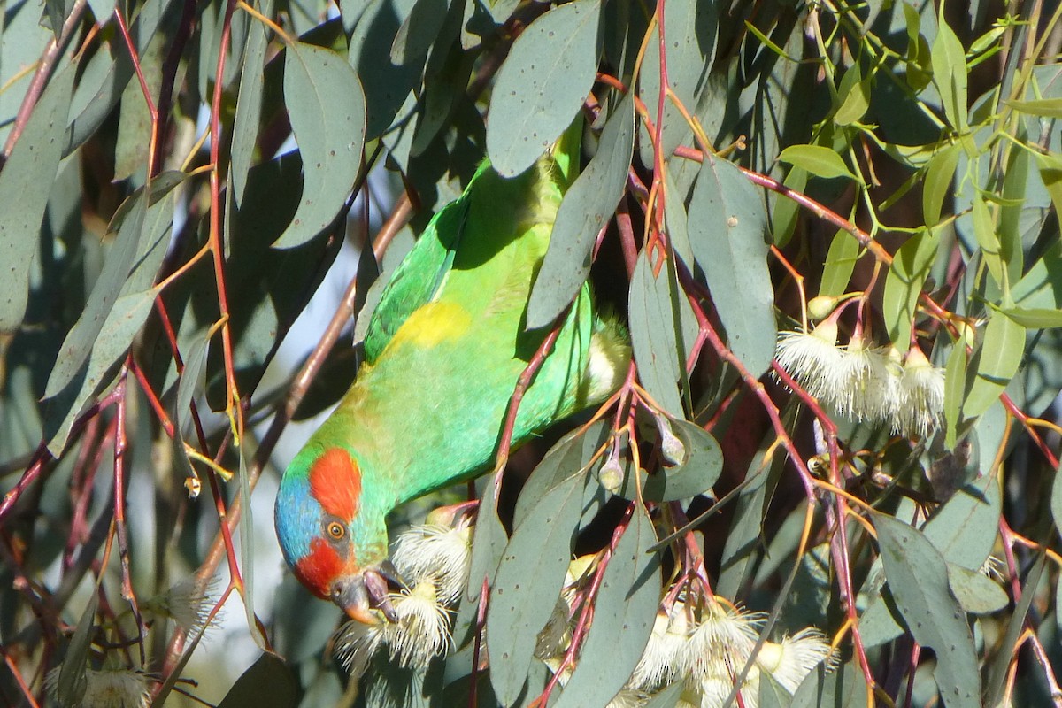 Musk Lorikeet - ML63963861