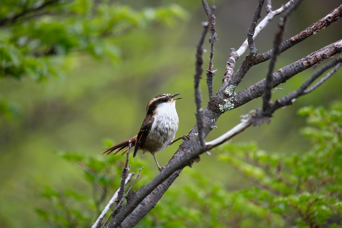 Thorn-tailed Rayadito - ML639638663